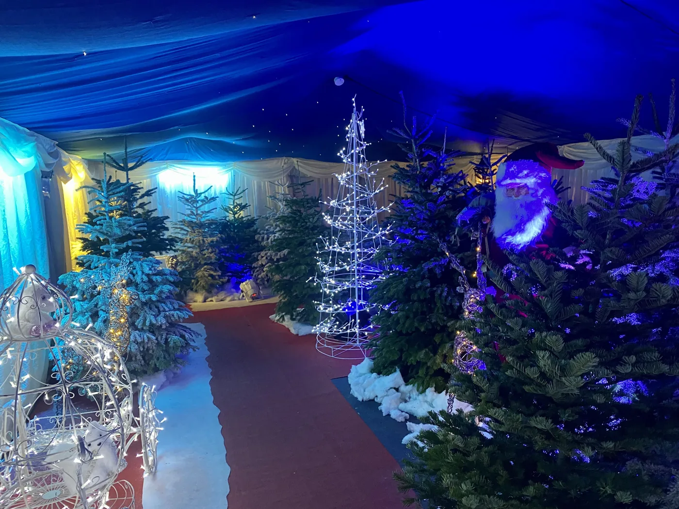 A walk-through Santa's grotto of lit Christmas trees. Photographed at Weybourne in Norfolk, not at any of the venues listed here.