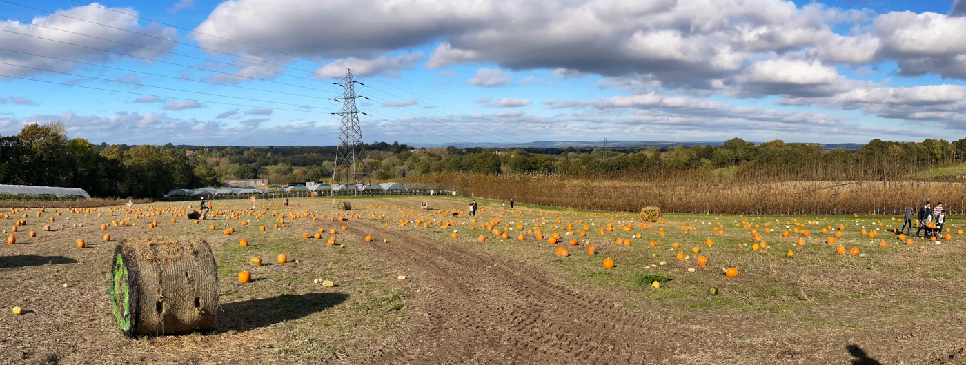 Pumpkins in the field at Lower Ladysden Farm near Goudhurst, one of Kent's pick-your-own pumpkin patches.